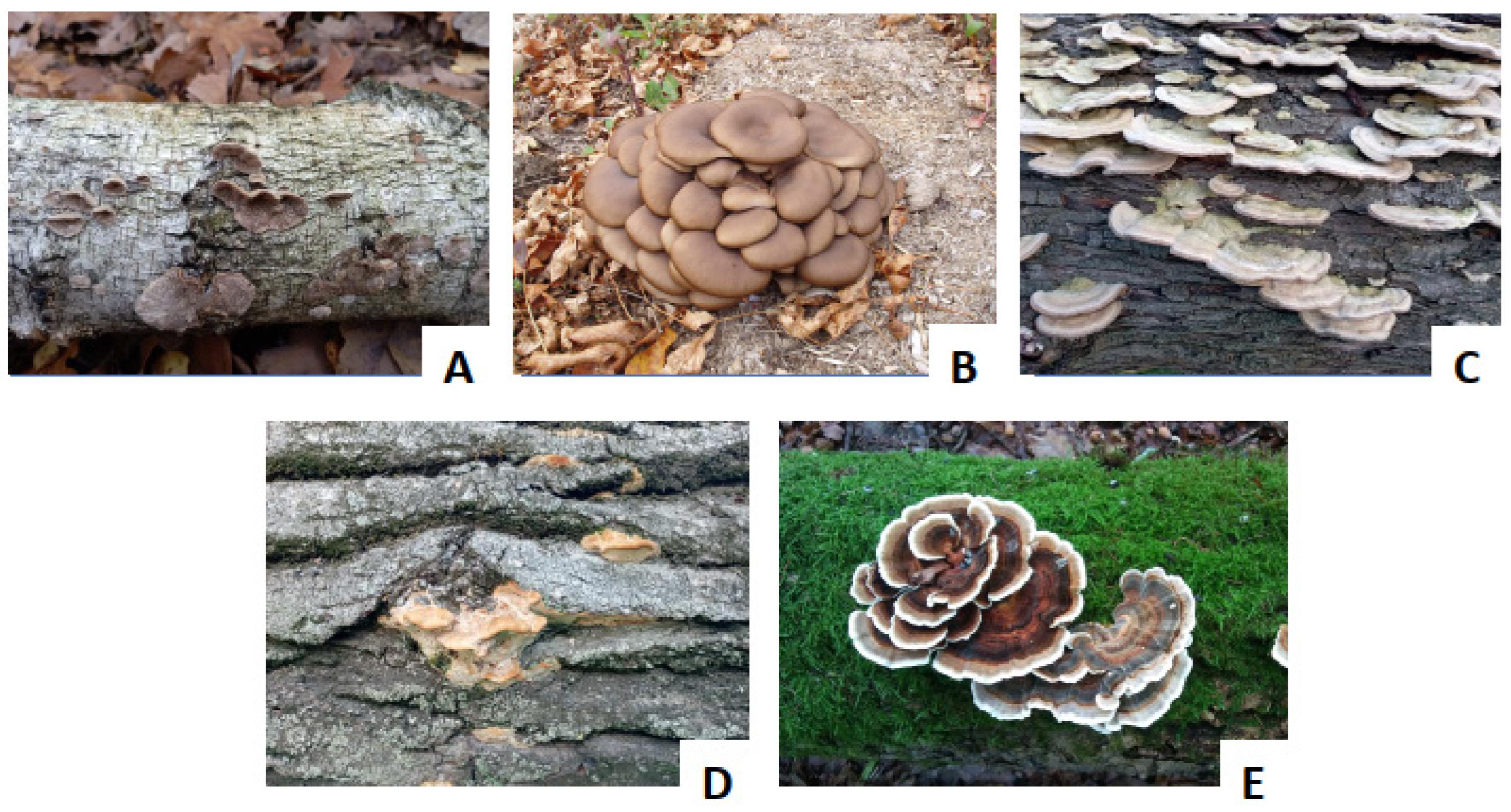 Applied Sciences | Free Full-Text | Biochemical Characteristics of ...